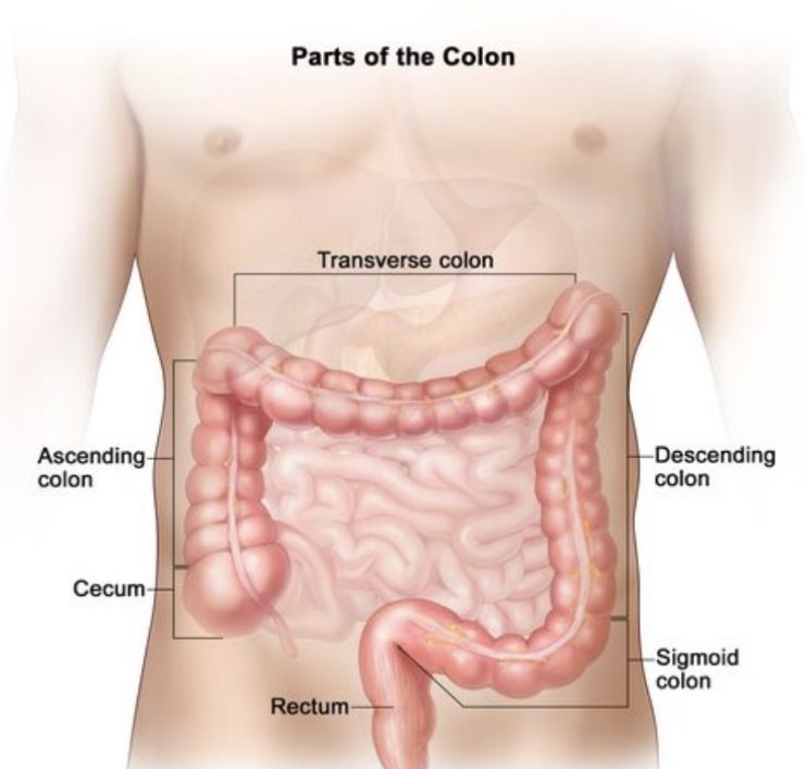 How Long Does Colon Broom Take To Lose Weight